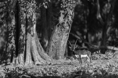 Kanha, Madhya Pradesh, December 2025