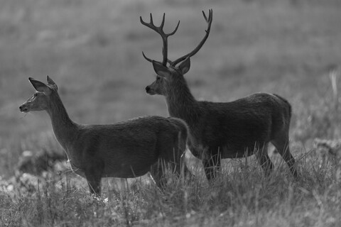 Kanha, Madhya Pradesh, December 2025