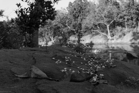 Kanha, Madhya Pradesh, December 2025