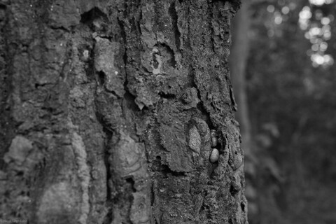 Kanha, Madhya Pradesh, December 2025