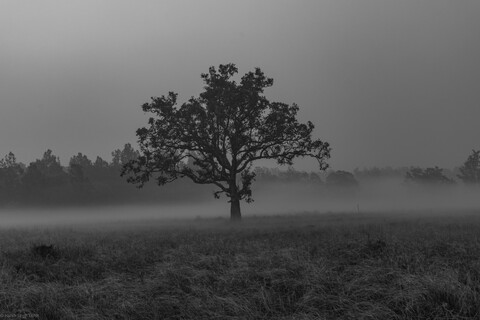 Kanha, Madhya Pradesh, December 2025
