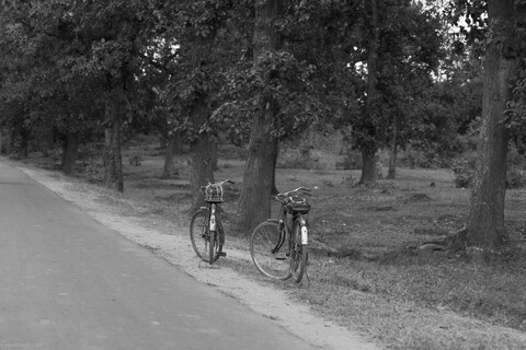 Kanha, Madhya Pradesh, December 2025