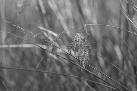 Kanha, Madhya Pradesh, December 2025
