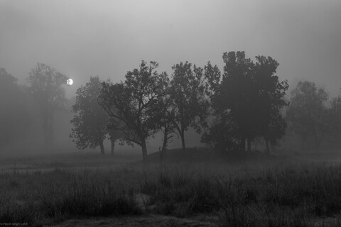 Kanha, Madhya Pradesh, December 2025