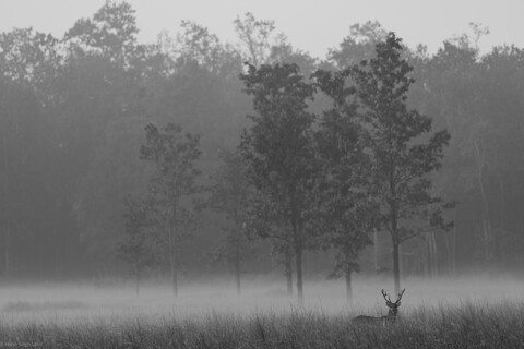 Kanha, Madhya Pradesh, December 2025