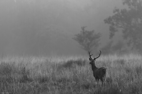 Kanha, Madhya Pradesh, December 2025