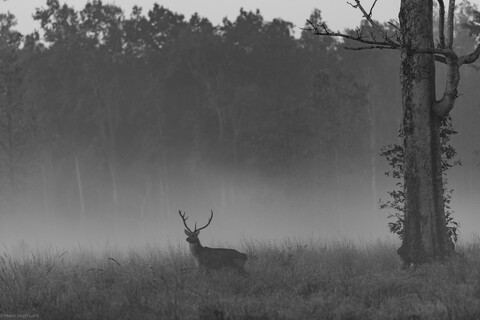Kanha, Madhya Pradesh, December 2025