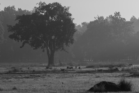 Kanha, Madhya Pradesh, December 2025