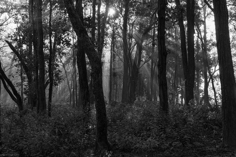 Kanha, Madhya Pradesh, December 2025