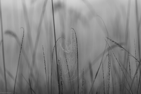 Kanha, Madhya Pradesh, December 2025