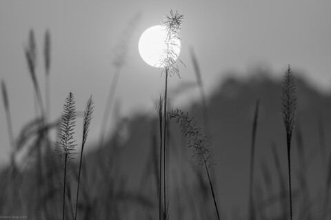 Kanha, Madhya Pradesh, December 2025