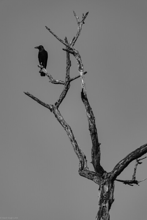 Kanha, Madhya Pradesh, December 2025