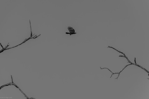 Kanha, Madhya Pradesh, December 2025