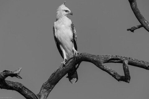 Kanha, Madhya Pradesh, December 2025