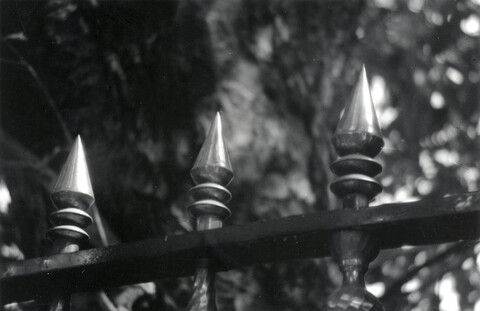 Bodhi tree, Sarnath Mehraab Exhibition, Gurgaon. April 2005