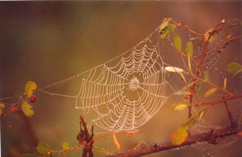 Spider Web, Dawn at Bharatpur 1 Mehraab Exhibition, Gurgaon. April 2005