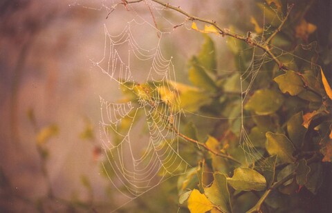 Spider Web, Dawn at Bharatpur 2 Mehraab Exhibition, Gurgaon. April 2005