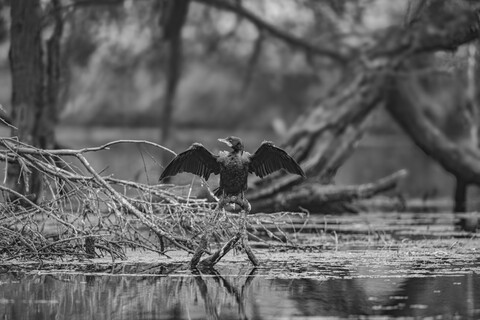 Bharatpur, Rajasthan. January 2025