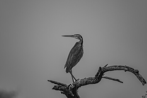 Bharatpur, Rajasthan. January 2025