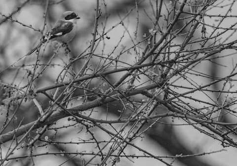 Bharatpur, Rajasthan. January 2025