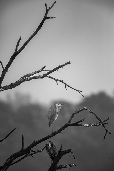 Bharatpur, Rajasthan. January 2025