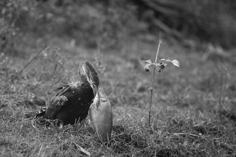 Bharatpur, Rajasthan. January 2025