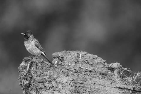 Bharatpur, Rajasthan. January 2025