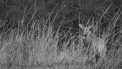 Bharatpur, Rajasthan. January 2025