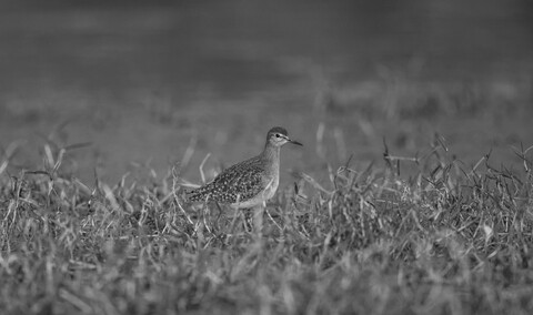 Bharatpur, Rajasthan. January 2025