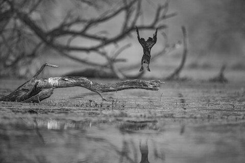 Bharatpur, Rajasthan. January 2025