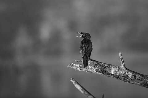 Bharatpur, Rajasthan. January 2025