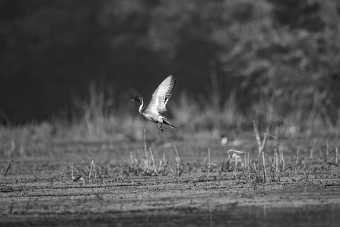 Bharatpur, Rajasthan. January 2025