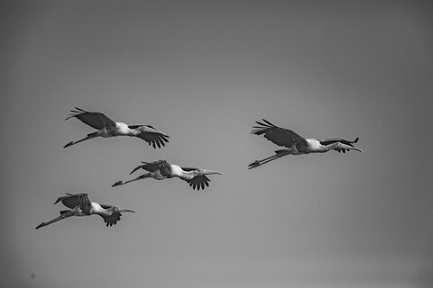 Bharatpur, Rajasthan. January 2025