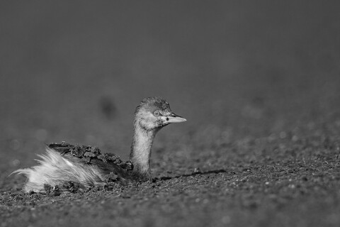 Bharatpur, Rajasthan. January 2025