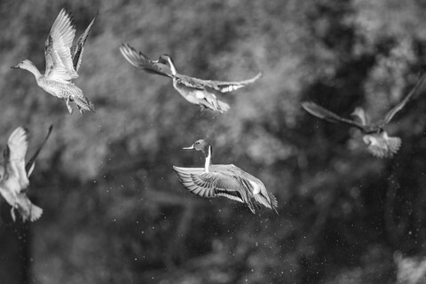 Bharatpur, Rajasthan. January 2025