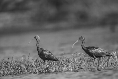 Bharatpur, Rajasthan. January 2025