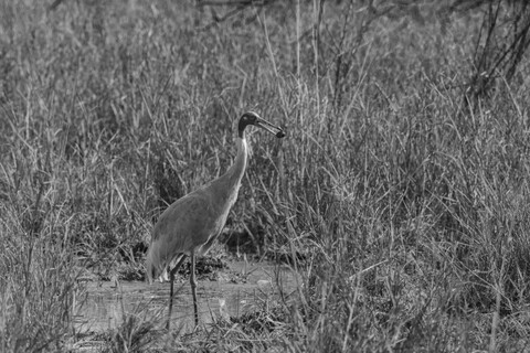 Bharatpur, Rajasthan. January 2025