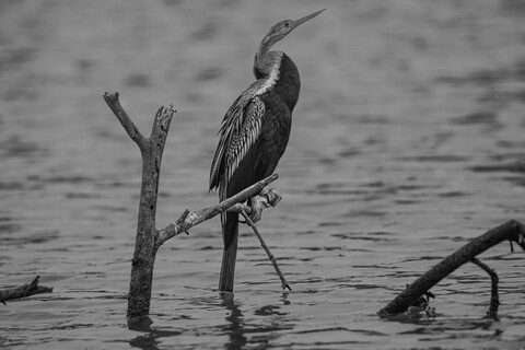 Bharatpur, Rajasthan. January 2025