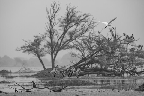 Bharatpur, Rajasthan. January 2025