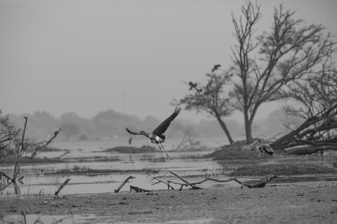 Bharatpur, Rajasthan. January 2025