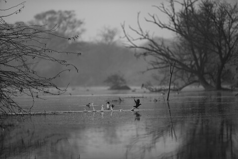 Bharatpur, Rajasthan. January 2025