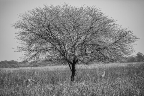 Bharatpur, Rajasthan. January 2025