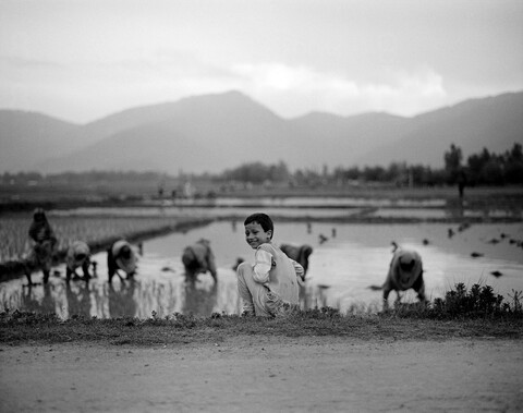 Dardpora, Rice Field Lolab Valley, Kashmir. May 2016