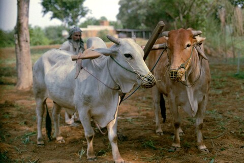 Dalsher & Sherkhan Mangar, Haryana. July 2017