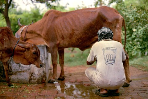 Milk in Glass Mangar, Haryana. July 2017