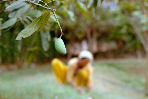 Mango Mangar, Haryana. July 2017