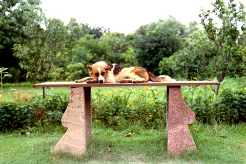 Tiger Mangar, Haryana. July 2017