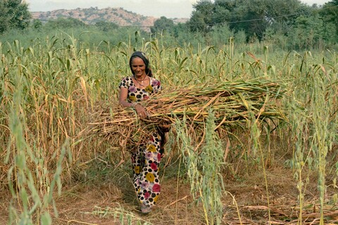 Jowar Mangar, Haryana. July 2017