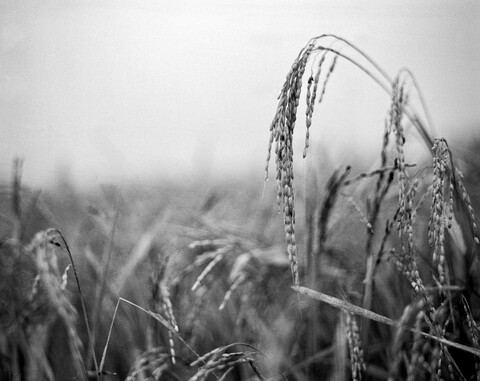 Sundergarh, Odisha. October 2017