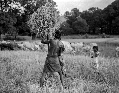 Sundergarh, Odisha. October 2017